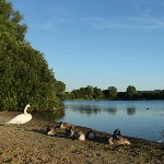 Hohsensee mit Schwan und Enten